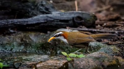 Himalajasäbler / White-browed Scimitar-babbler